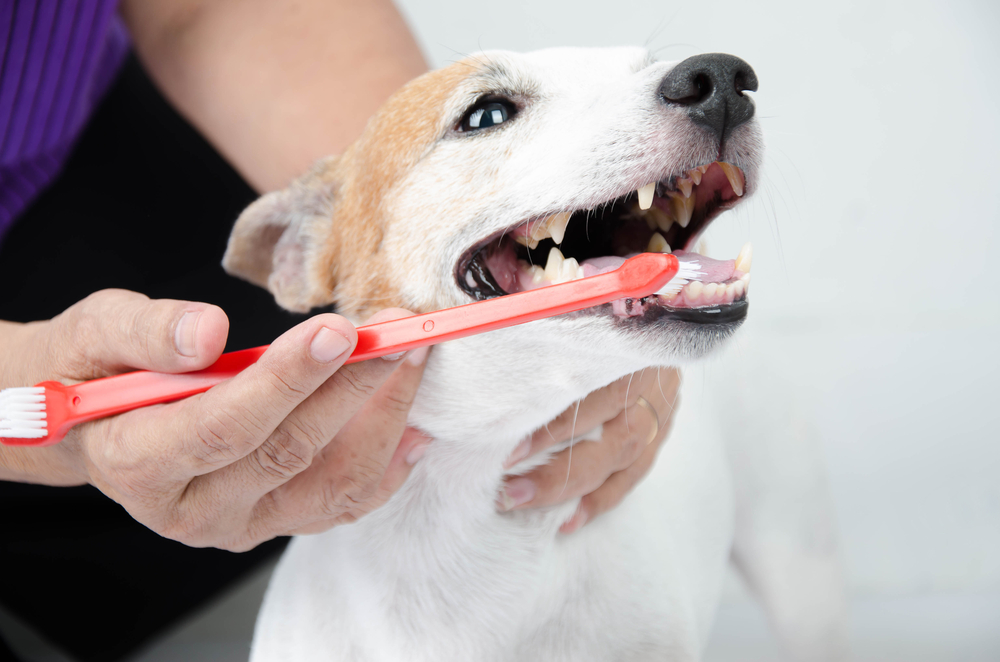 Dog getting his teeth brushed in Cumming, GA