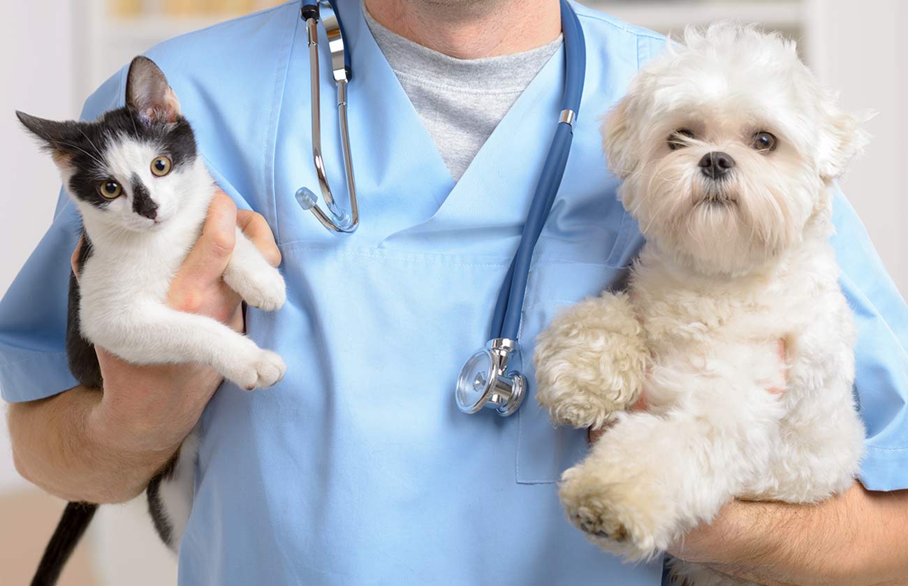 Vet holding a cat and dog.